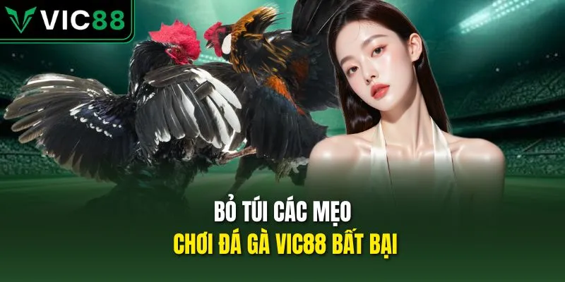Bỏ túi các mẹo chơi đá gà VIC88 bất bại