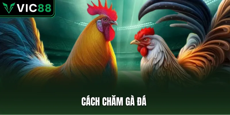 cách chăm gà đá