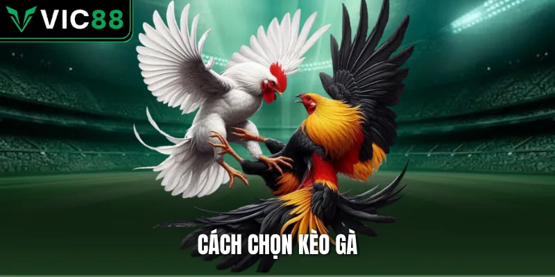 cách chọn kèo gà