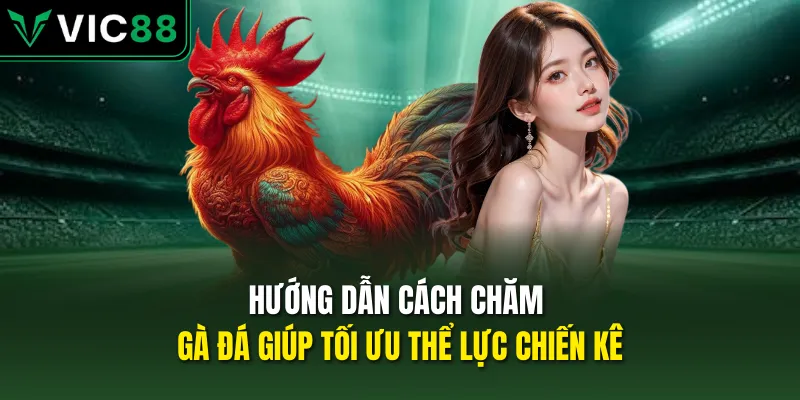 Hướng dẫn cách chăm gà đá giúp tối ưu thể lực chiến kê
