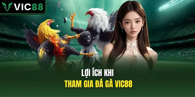 Lợi ích khi tham gia đá gà VIC88