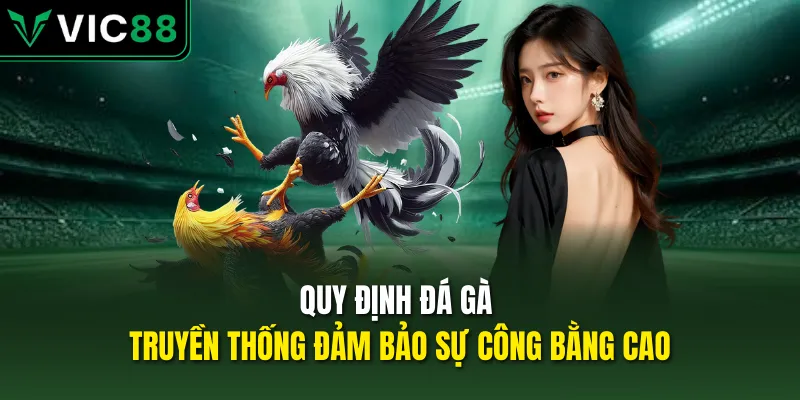 Quy định đá gà truyền thống đảm bảo sự công bằng cao
