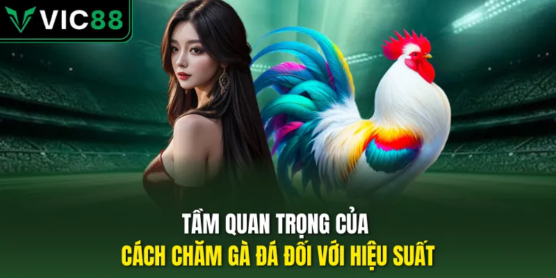 Tầm quan trọng của cách chăm gà đá đối với hiệu suất