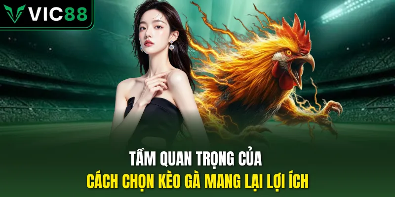 Tầm quan trọng của cách chọn kèo gà mang lại lợi ích