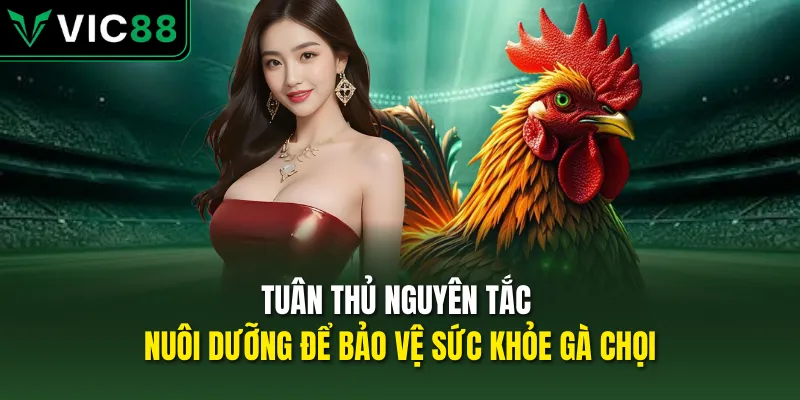 Tuân thủ nguyên tắc nuôi dưỡng để bảo vệ sức khỏe gà chọi